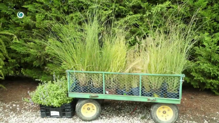 Nova zahrada - okrasne travy